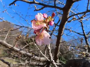 小山内裏公園230129カワヅザクラ (1)_02