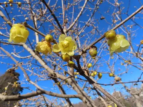 小山内裏公園230129ソシンロウバイ (1)_05