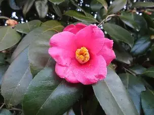 小山内裏公園230205ツバキ (1)_01