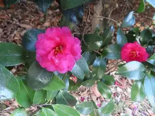 小山内裏公園230205サザンカ (1)_02