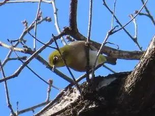 小山内裏公園230212メジロ_02