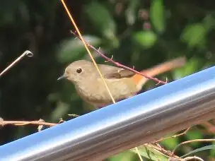 小山内裏公園230212ジョウビタキ_03