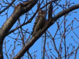 小山内裏公園230212コゲラ_04