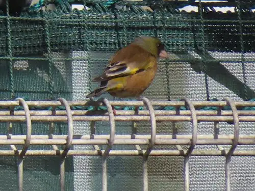 小山内裏公園230212カワラヒワ_05