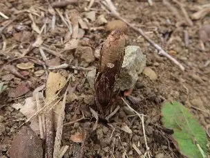 小山内裏公園230224ツクシ (1)_03