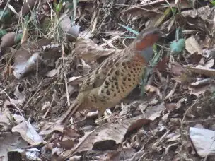 小山内裏公園230302コジュケイ_04