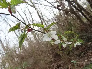 小山内裏公園230312モミジイチゴ (1)_01