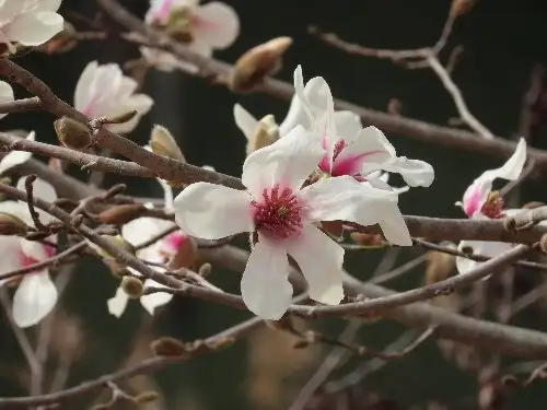 小山内裏公園230312コブシ (1)_05