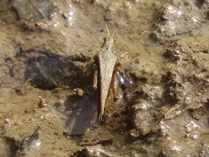 小山内裏公園230312トゲヒシバッタ_02