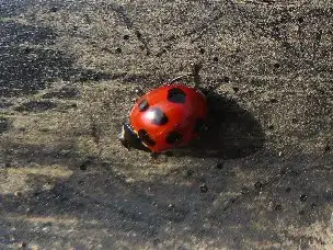 小山内裏公園230312ナナホシテントウ_03