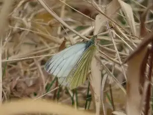 小山内裏公園230312スジグロシロチョウ_04