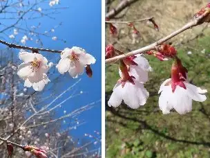 小山内裏公園230319タマノホシザクラ_01