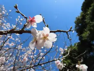 小山内裏公園230319ヤブザクラ (1)_02
