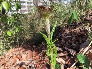 小山内裏公園230319ミミガタテンナンショウ (1)_03