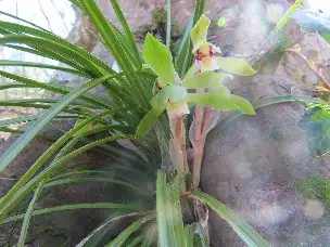 小山内裏公園230319シュンラン (1)_04
