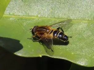 小山内裏公園230319アシブトハナアブ_02