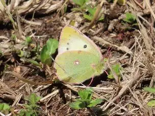 小山内裏公園230319モンキチョウ_03
