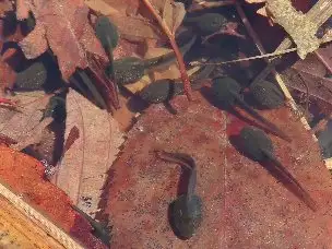 小山内裏公園230319ヤマアカガエルのオタマジャクシ_04