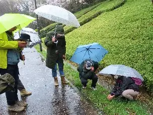 小山内裏公園230325春の植物観察会 (9)_02