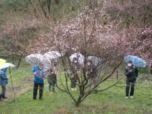 小山内裏公園230325春の植物観察会 (39)_03
