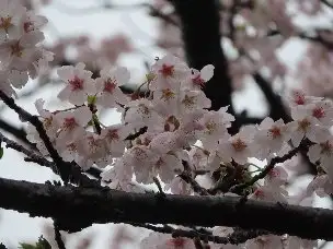 小山内裏公園230325ソメイヨシノ (1)_04