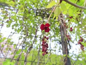 1_230405mitubaakebi_01