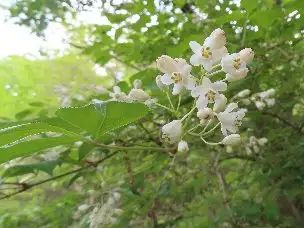 3_230418mitubautugi_03