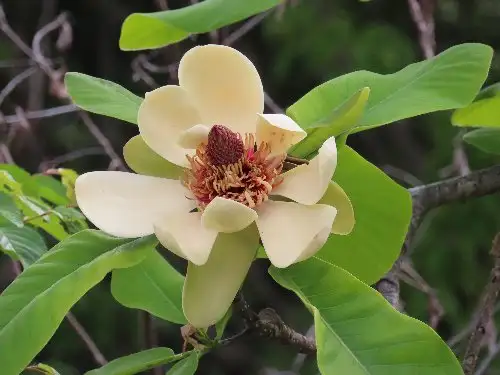 5_230418hoonoki_05