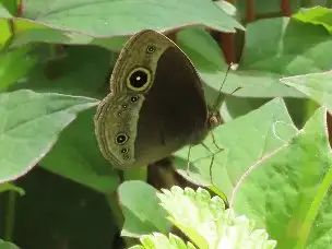 2_230418kojanome_02