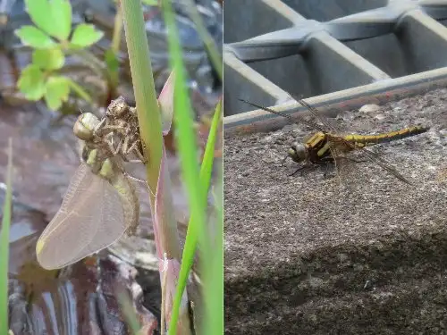 5_230418sioyatonbo_05
