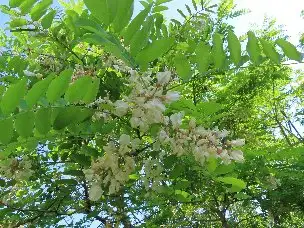 4_230504harienju_04