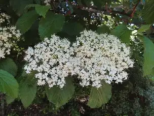 4_230510gamazumi_04