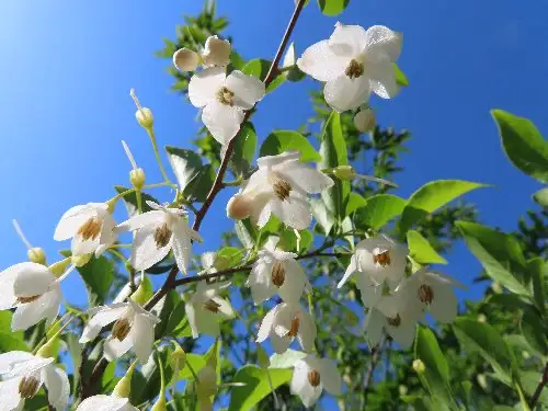5_230510egonoki_05