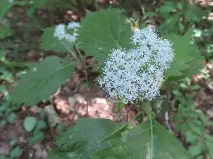 2_230518kosajisai_02