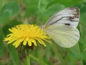 4_230606sujigurosirocyou_04