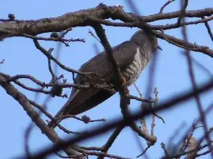 1_230625hototogisu_01