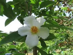 3_230625natutubaki_03