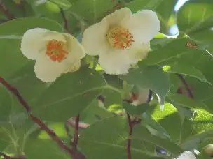 4_230625himesyara_04