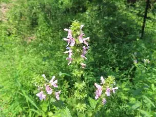 1_230719inugoma_01