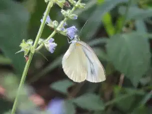 2_230719sujigurosirocyou_02