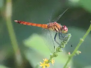 3_230719natuakane_03
