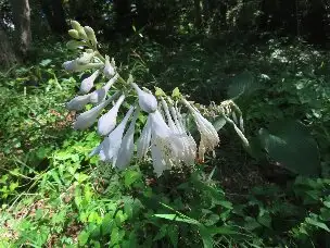 1_230724ootagibousi_01