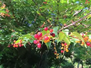 4_230724uwamizuzakuranomi_04