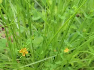 1_230801kokeotogiri_01