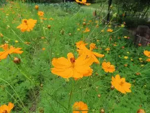 1_230808kibanakosumosu_01