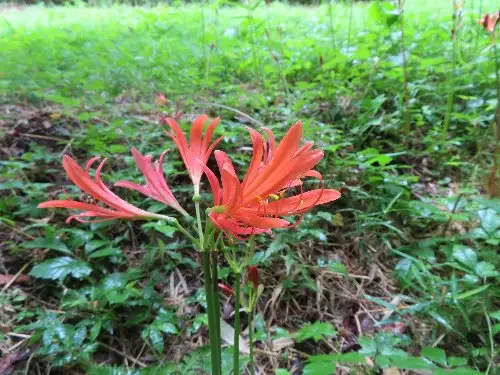 5_230808kitunenokamisori_05