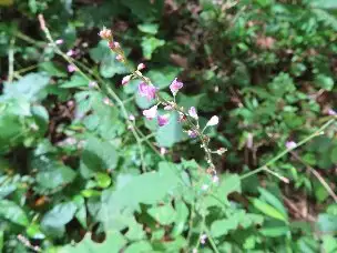 3_230827nusubitohagi_03