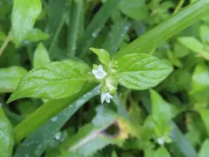 2_230909hasitagusa_02