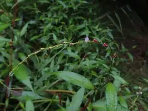 3_230909bontokutade_03