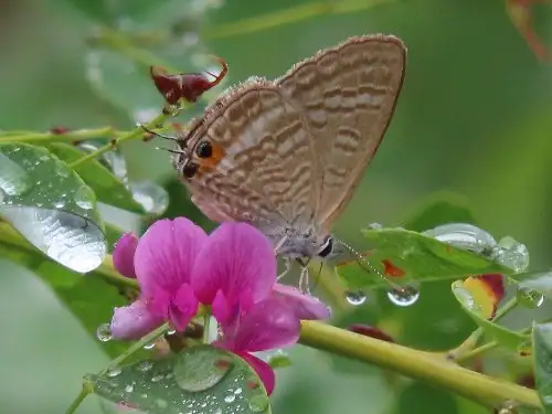5_230909uranamisijimi_05